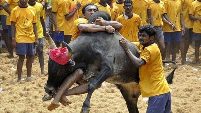 Jallikattu begins today — the 'barbaric sport' that celebrates hard-working  Tamil farmer